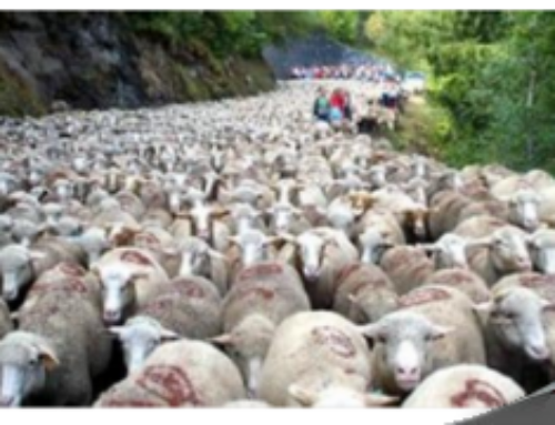 Fête de la transhumance