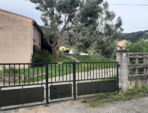 Les Eucalyptus